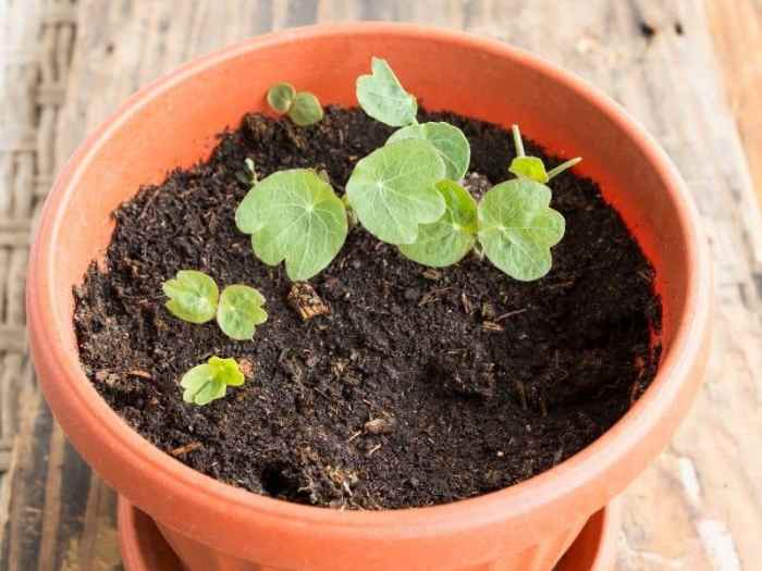 Nasturtiums nasturtium seedlings planting harvesting backyardgardenlover