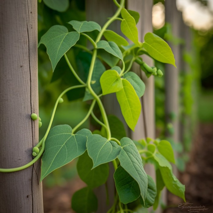 How deep do you plant pole bean seeds