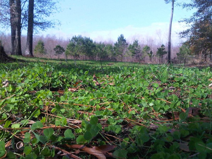 How deep do you plant clover seed