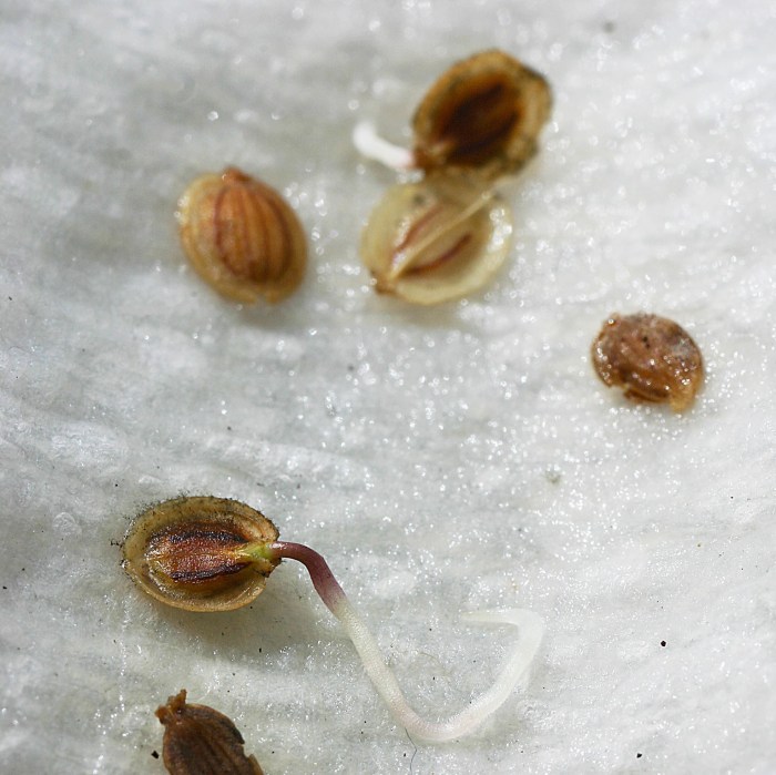 How deep do you plant parsnip seeds