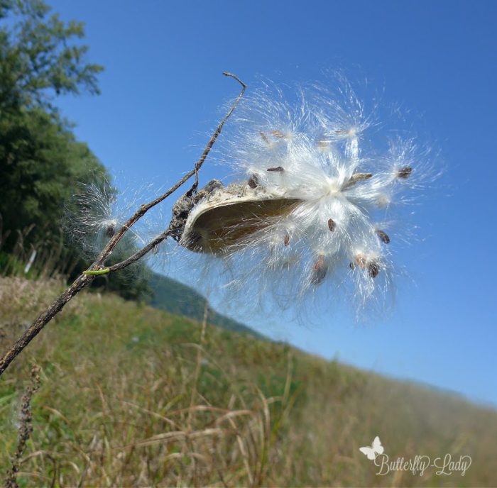 How deep do you plant milkweed seeds