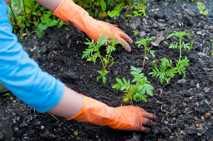 How close to plant carrot seeds