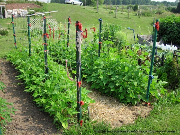 How deep do you plant pole bean seeds