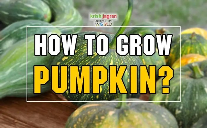 How deep do i plant pumpkin seeds