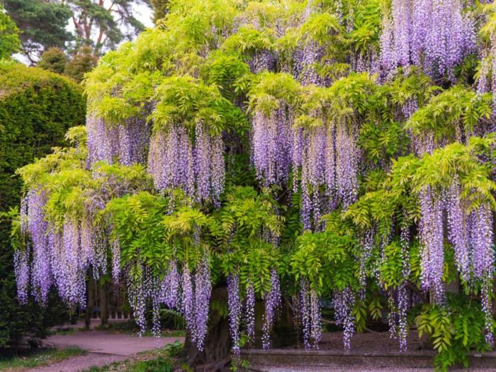 Wisteria pruning seed correctly