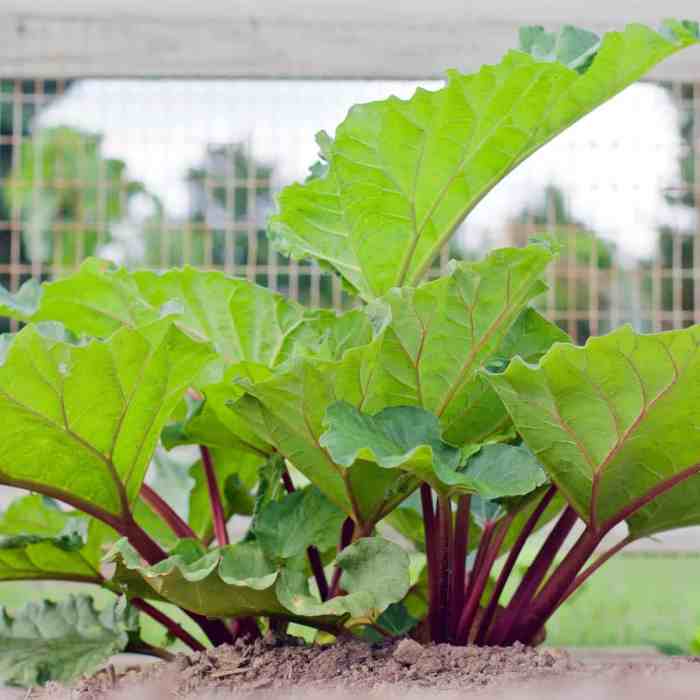 How deep do you plant rhubarb seeds