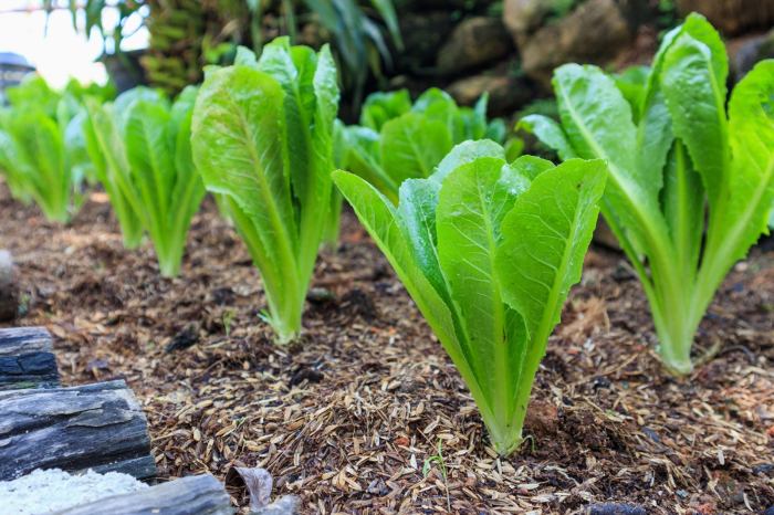 How deep should you plant lettuce seeds