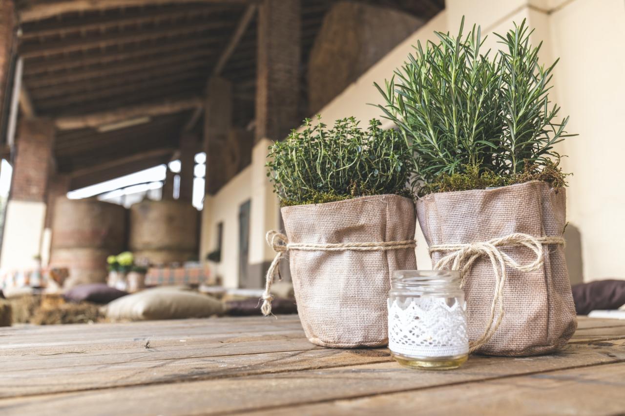 How deep do you plant rosemary seeds