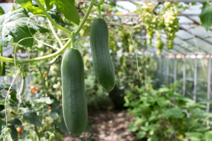 How and when to plant cucumber seeds