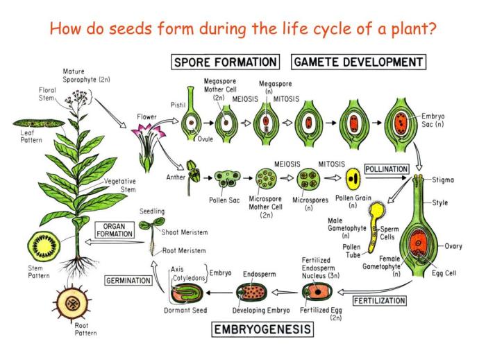 How are seeds formed in plants