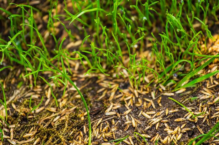 How and when do you plant grass seed