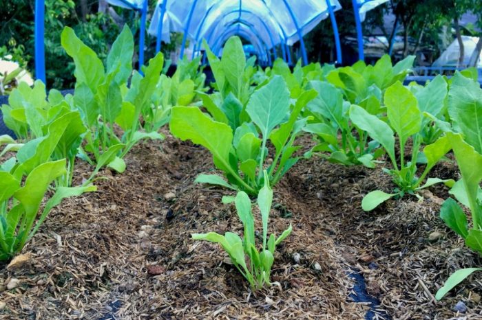 How deep should spinach seeds be planted