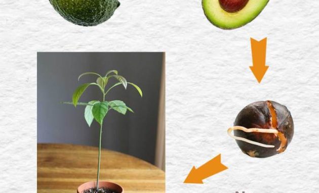 How and When to Plant Avocado Seed