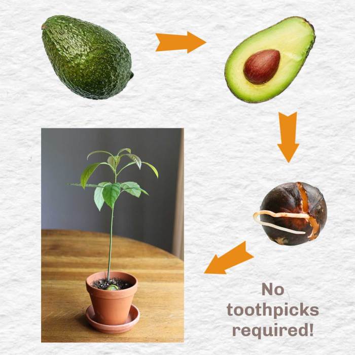 How and when to plant avocado seed