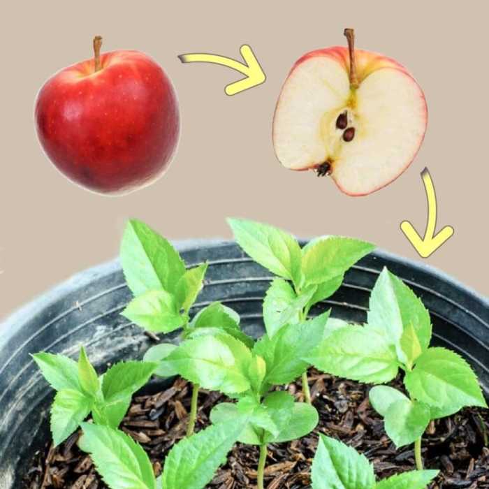 How deep should you plant apple seeds