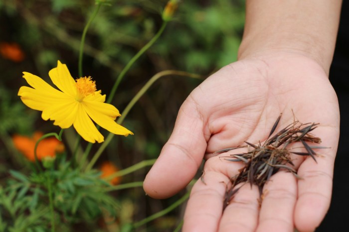 How deep should i plant flower seeds