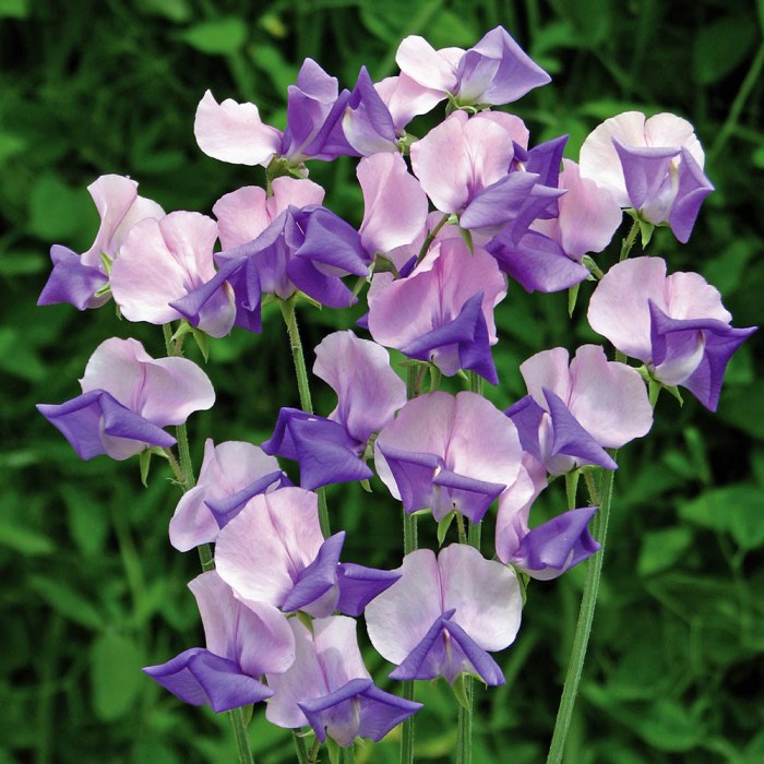 How deep do i plant sweet pea seeds