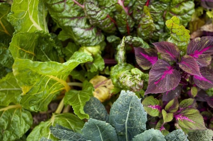 How deep do you plant swiss chard seeds