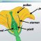 How Are Seeds Formed in Plants?