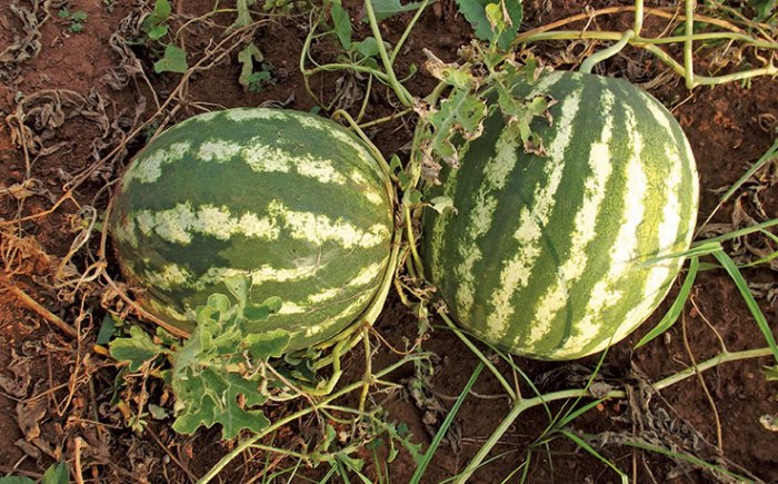 How and when to plant watermelon seeds