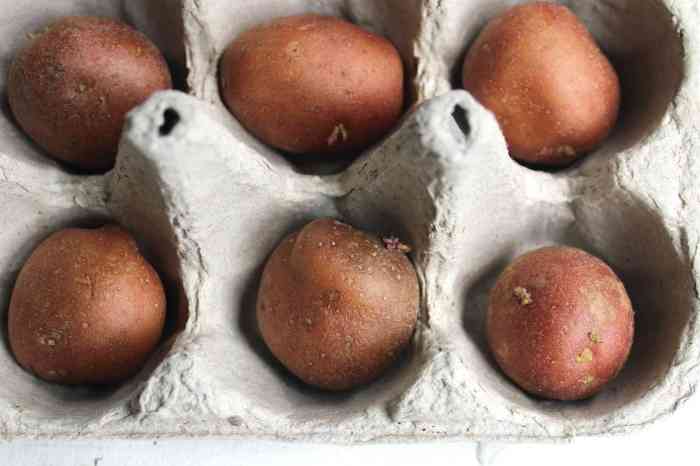 How and when to plant seed potatoes