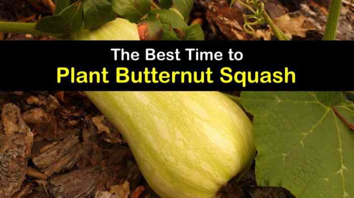 Squash butternut harvesting