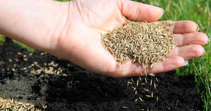 Grass grow seed seeds lawn