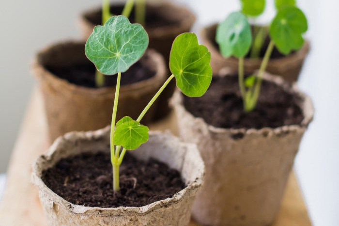 Nasturtiums nasturtium plant growing almanac plants near full vegetables boeckmann trap aphids often catherine pests attracting vulnerable away crop used