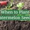 How and When to Plant Watermelon Seeds