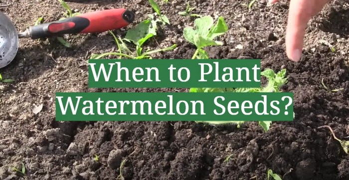 How and when to plant watermelon seeds